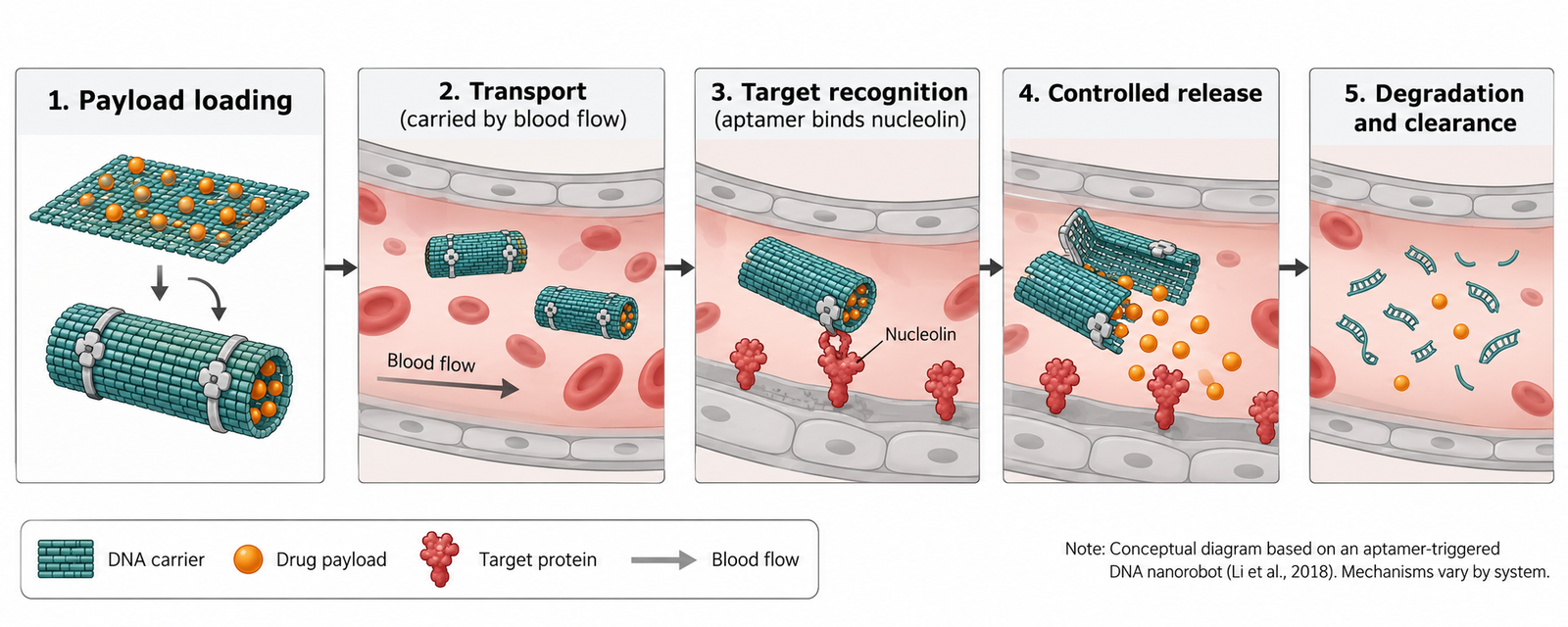 nanorobots for drug delivery nanorobots for drug delivery